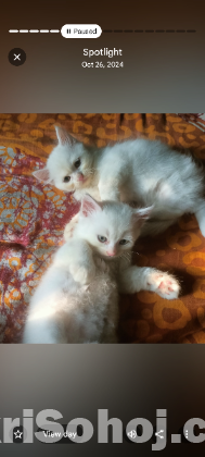 Persian dubble cot doll face cat